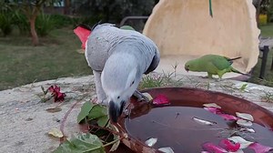 2.6K views · 145 reactions | Macaw, Amazon, African Grey, Lorikeet, Alexandrine and Colorful Ringneck Parrots Playing Together | Parrot Paradise | Facebook