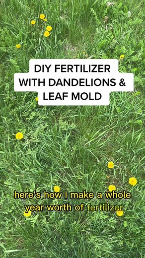 DIY FERTILIZER WITH DANDELIONS & LEAF MOLD