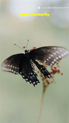 Humans Break Plant–Butterfly #WorldResearchAwards #bestachievements #tech #facts
