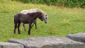 29K views · 879 reactions | Daniel and Majella are going back on the road again visiting B&B's for their B&B roadtrip. If you want your B&B to be part of the show download a form and send it back to us https://www.rte.ie/tv/audience-participation/2018/0116/933735-daniel-and-majellas-bb-road-trip-is-back/ Here is a little clip of what to expect. | Daniel O'Donnell | Facebook
