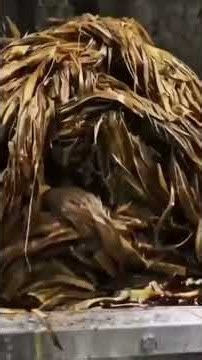 How is bamboo made into biodegradable packaging containers? #paper #factory #pulp #environmental