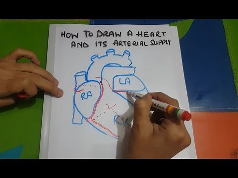 Drawing arterial supply of heart