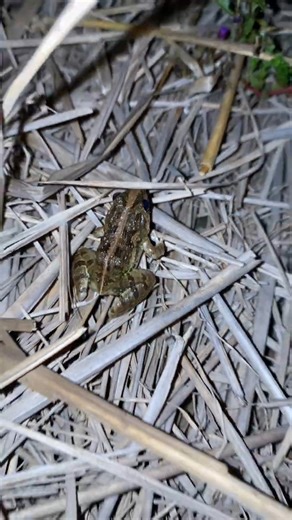 Catching Frogs, Catch Frog For Fun, Catching Frog funny - E010 #frog #wildlife #animals