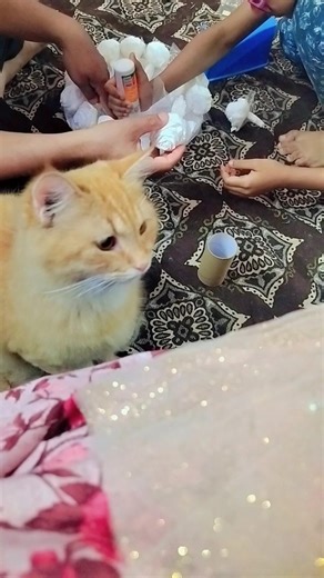 CoCo the helping hand😍🥰❤️