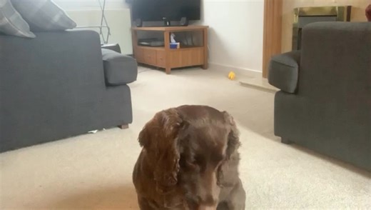 I’m struggling to sleep, so here’s a video of the most useless thing I ever taught Winston 😂😂 | Roz-Ventures