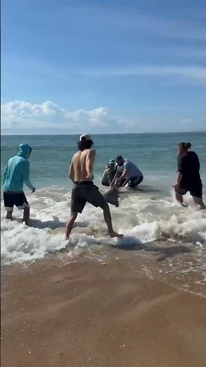 Fishermen catch great white shark on the Outer Banks