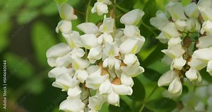 A branch with flowers of Robinia pseudoacacia, commonly known in its native territory as black locust
