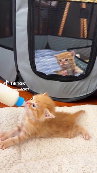 Hilarious Cats: The Funniest Cat Videos Compilation