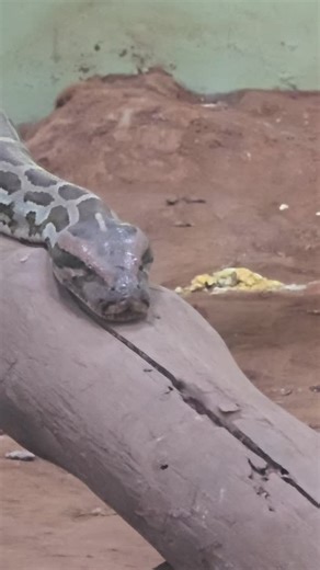 Barkath Ahmed | Python PILIKULA BIOLOGICAL PARK | Instagram
