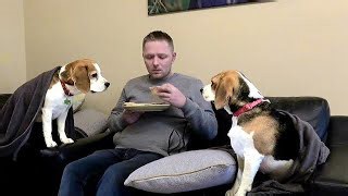 Naptime with Beagles: Expect Cuddles and Funny Sleeping Positions