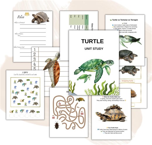 TURTLE, Life Cycle, Nature Study ,science, Homeschool Printable, Montessori, Instant Download - Etsy