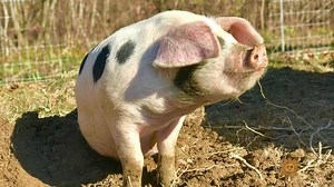 CBS News Sunday Morning:A pig in a pickle