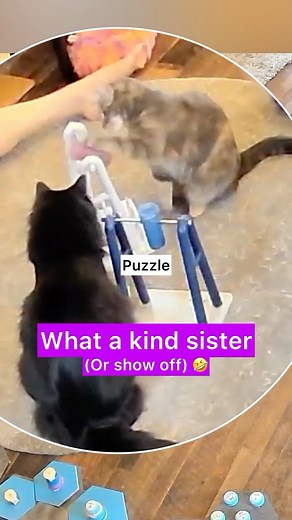 1.6K views · 113 reactions | It’s clear one likes to spin more than...