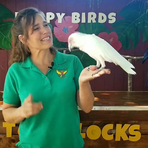 The coolest ABCs ever!! #SelfCareRoutine #parrot #petlife #pets #parrotsoftiktok #petsoftiktok #petroutine