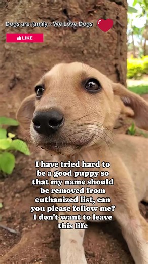 6.8K views · 1K reactions | Please follow to save more lives 﫶 﫶  | Dogs are family - We Love Dogs | Facebook