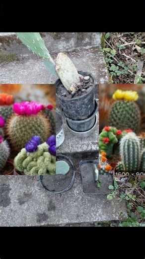 How to divide Cacti plants #cacti #cactus #desertlife #desert #gardening #dry #plants #multiply