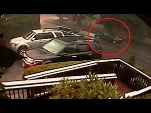 Camera captures falling tree on car