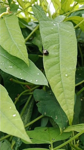 This is a black ladybug insect#insects#nature#shorts