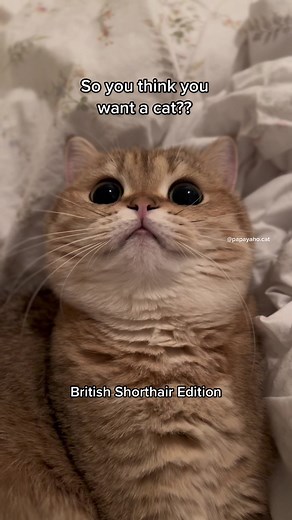 British Shorthair Cat Papaya - Boba Loving Feline Companion