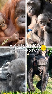 8.5K views · 27 reactions | To all the amazing mums out there – both human and animal – Happy Mother’s Day UK!  Today is all about celebrating you and the love, care, and dedication you give every single day. Whether you're looking after little ones or keeping a watchful eye over your furry friends, your hard work doesn’t go unnoticed. #MothersDay #HappyMothersDay #AnimalMums | SloggerVlogger | Facebook