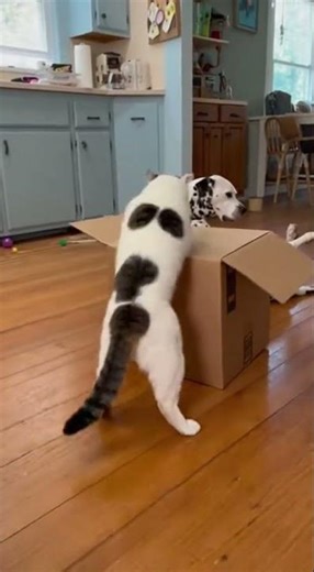 Surprise! Scared you! 📦 Box Prank Gone WRONG 😱 #cats #dogs #funny #pets #prank