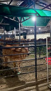 25K views · 276 reactions | A Well-kept Farm with Natural Beauty and Mesmerizing Rain Sounds!#FarmLife #NatureVibes #RainSounds #sumonscattle #PeacefulPlace #GreenEscape #FarmView | SUMON’S CATTLE | Facebook