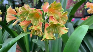 1.7K views · 94 reactions | Amazing interspecific in flower in the nursery. #clivias #flowers #utopiaclivias #clivianursery | Clivia at Utopia Clivias | Facebook