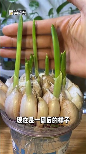 The entire process of hydroponic garlic cultivation in rental houses #Hydroponic