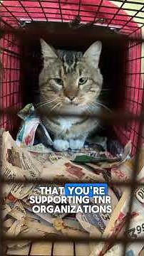 Helping community cats stay warm, fed and dry
