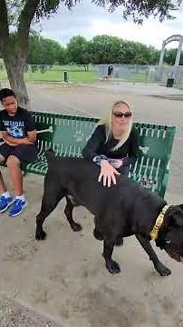 Gucci’s First Dog Park With Ghost 🐶#dreeandghost #canecorso #puppy #texas #mastiff #italianmastiff