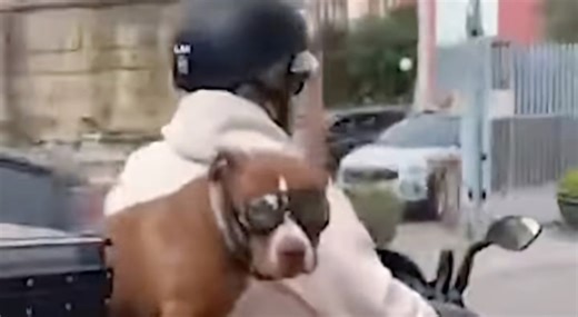 Napoli, cane in sella ad una moto ai Ponti Rossi: «Siamo alla follia»
