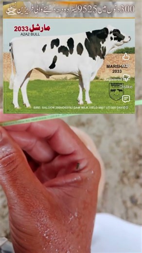 artificial insemination in cow #funnyanimals #cow
