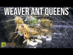 Why My New Weaver Ant Queens Joined Forces