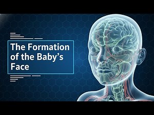 The Formation of the Baby’s Face