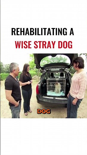 Rehabilitating a Wise Stray Dog