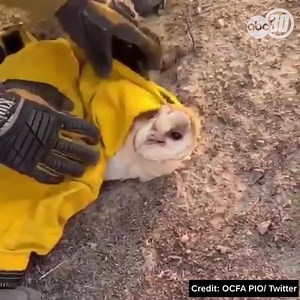 8.7K views · 382 reactions | THANK YOU, HEROES! 黎 Firefighters rescued this exhausted-looking owl today from the flames of the Silverado Fire raging in southern California. They say he is now safe and with animal control. | ABC30 Action News | Facebook