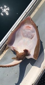 Did you know fish are ticklleish!? If you need a smile today, watch this little guy! Funny Videos Want to be featured? Message us videos you filmed to be featured on the page! | Funny Videos