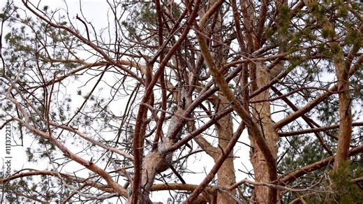 Woodpecker is searching for insects on a pine tree trunk. It pecks the bark with its beak as it climbs higher and higher up the tree