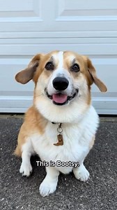 53K views · 2.1K reactions | A reintroduction now that we’re back on Instagram! •⁣⁣⁣⁣⁣⁣⁣⁣⁣⁣⁣⁣⁣⁣⁣⁣⁣⁣⁣⁣⁣⁣⁣⁣⁣⁣⁣⁣⁣⁣⁣⁣⁣⁣⁣⁣⁣⁣⁣⁣⁣⁣  @bootsythecorgi #corgi | Corgi Appreciation | Facebook