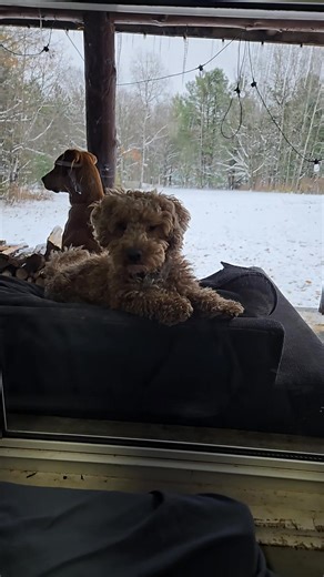 Crocheted Afghan Raffle Today Only! Just $5. Link in the comments. 5:00 AM to 5:45 PM. Five beautiful hand-crocheted afghans to support our pups Five live spins at 6:00 PM to pick the winners! Don’t miss out on a cozy, handcrafted afghan. 100% of the proceeds helps Rescue Pups.🐾💕 https://www.paypal.com/ncp/payment/YXB46PCHYHW32 Gracie/Harley/Archie/Bentley/Mabel/ | Rescue Pups Inc