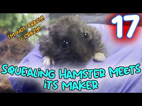 (Live Feeding) Pacman frog chomps a squealing hamster [Ep 17]（ライブフィーディング）泣いているハムスターをむさぼり食うパックマンカエル