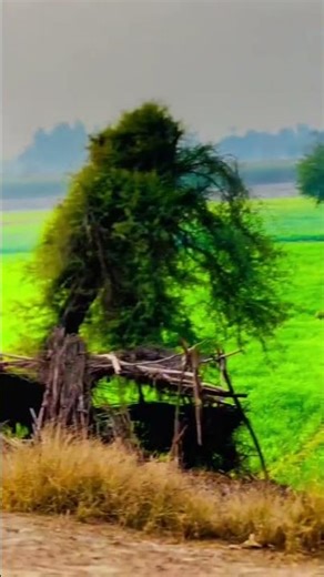 Seet Lehar देख ले म्हारे गाम का नजारा (Dekh Le) #shorts