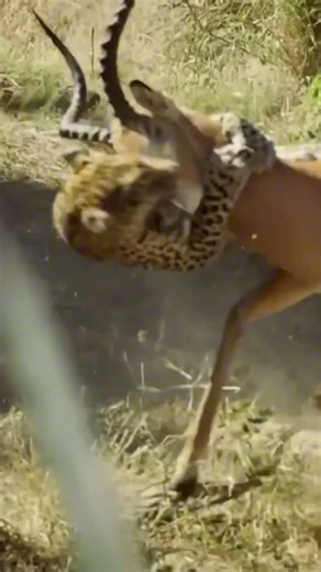 life of leopard | Leopards are deadly deer hunters!
