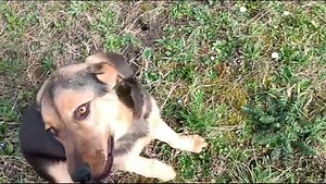 Marta je došla sa napuknutim laktom, još uvijek je na mirovanju, ide samo u lagane šetnje... a njoj to baš nikakav problem nije :) ima svega 6 mjeseci, a uopće ju ne zanimaju klasična šteneća posla - ona sve što želi je biti s ljudima! šetnja s njom je pjesma, ona se osvrće, sjedne pa traži komunikaciju, kad ju pustimo iz njenog boksa van sjedi pred vratima iza kojih je osoba... ma, divota od psa! i još uvijek kod nas? kako? :) Marta će rasti, bit će srednjeg do većeg rasta, već sada pokazuje ko