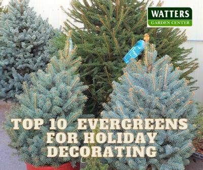 Top 10 Landscape Evergreens for Holiday Decorating Deck the halls...