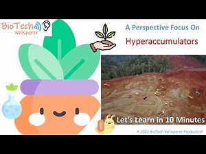 Learn all about Hyperaccumulators and Phyto-mining in 10 Minutes
