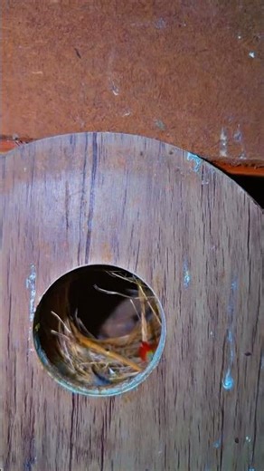 java laying eggs 🪺