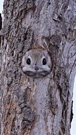 isobo on Instagram: ". The ezo flying squirrel is a cute animal that lives in Hokkaido, Japan. エゾモモンガ💖 2021年撮影 Copyright @isobo 2024 Any illegal reproduction of this content will result in immediate legal action. #siberianflyingsquirrel #エゾモモンガ #flyingsquirrel #best_moments_nature #nuts_about_squirrels #fabulous_shots #rebels_nature #bonvac_fauna #welcometoanimals #world_natureshotz #bestanimalpics #vision_natura #nature_worldwide_miracles #animals_captures #animals_illife #feather_perfection #