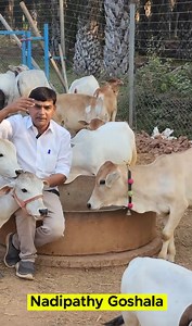 198K views · 9.9K reactions | Micro mini cows below 1 feet height,...