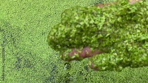 Feed Your Livestock with Duckweeds. Duckweed as future food. Image for alternative food and animal feed sources, sustainable food, and agribusiness.